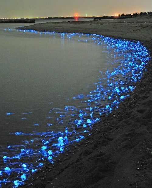 Медузы в Японии