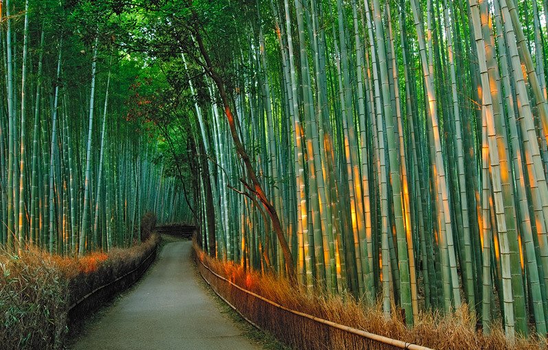 Бамбуковый тоннель в Японии