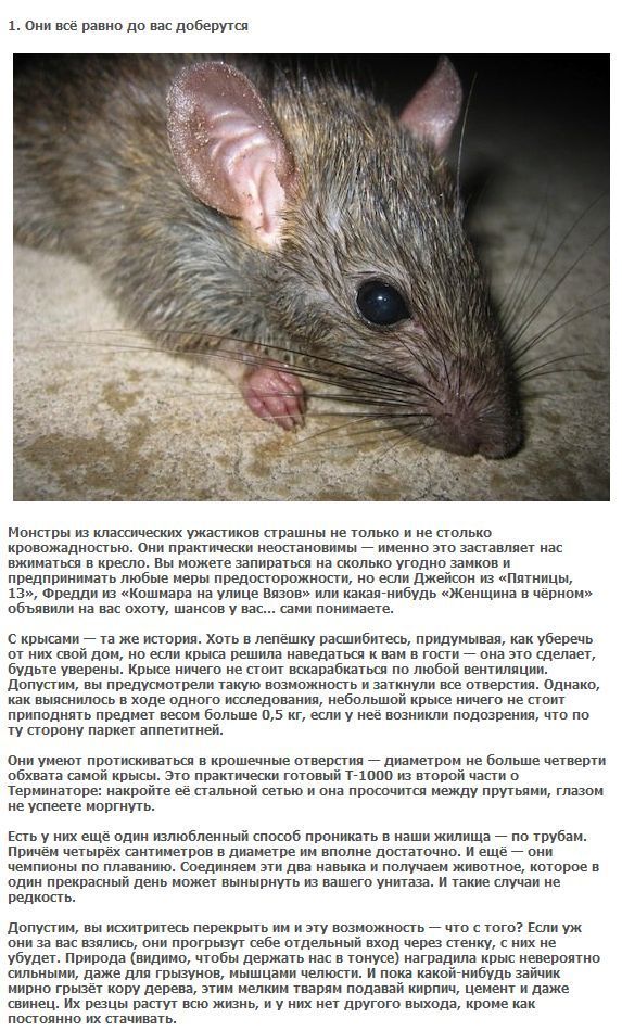 5 фактов про крыс