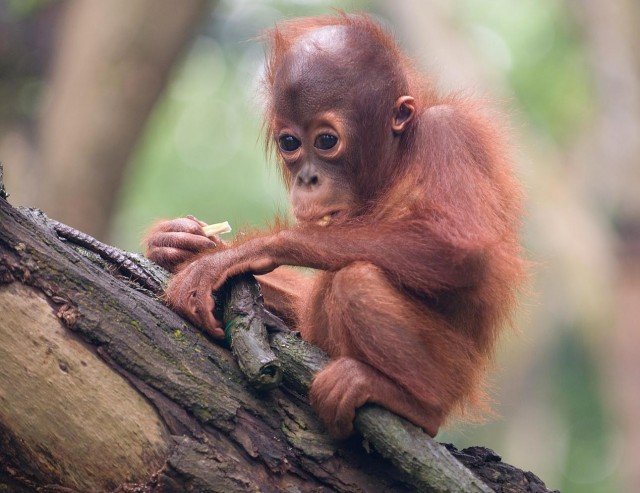 Детеныш орангутана из Сингапурского зоопарка