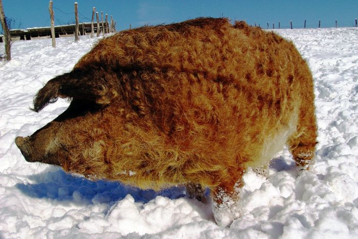 Порода ваолосатых свиней - венгерская мангалица