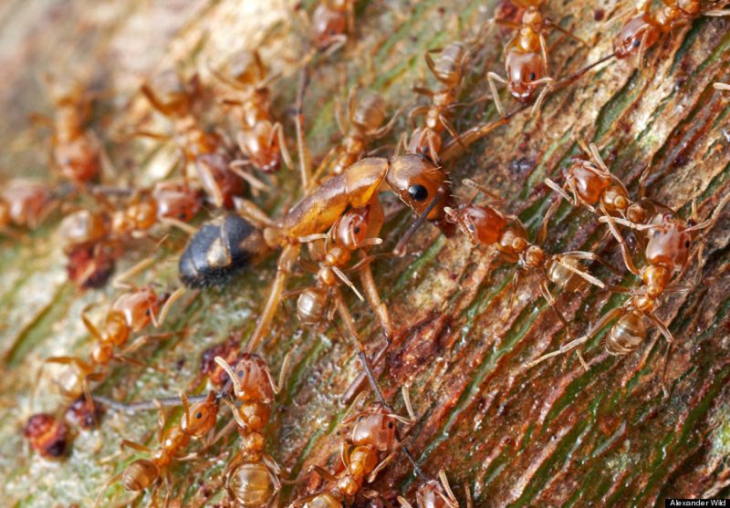 Вражда муравьев от Александра Уайльда