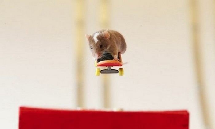Мышка на скейте от Shane Willmott