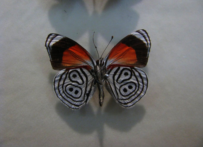 Бабочка 89 - Diaethria neglecta