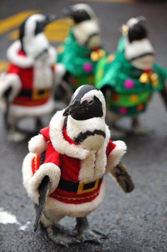 Пингвины в костюмах Санта-Клаусов
