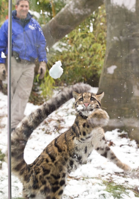 Молодой леопард играет в снежки