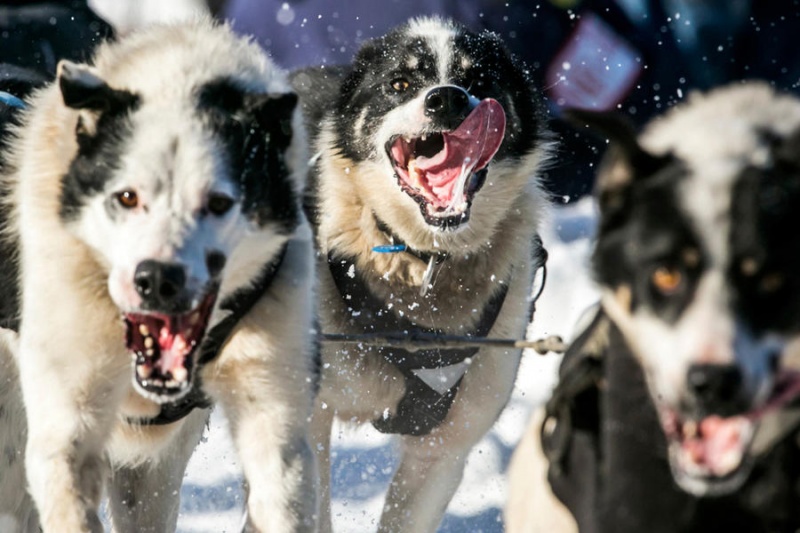 Гонки на собачьих упряжках Iditarod Trail 2014