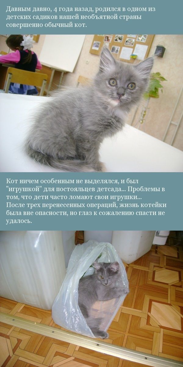 История одного кота