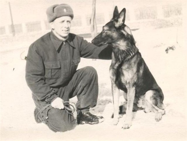 Собаки Великой Отечественной