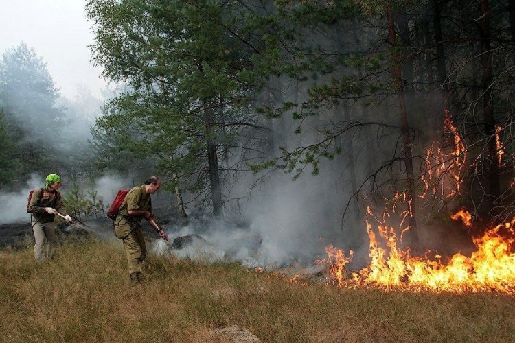 Как тушат лесные пожары (43 фото)