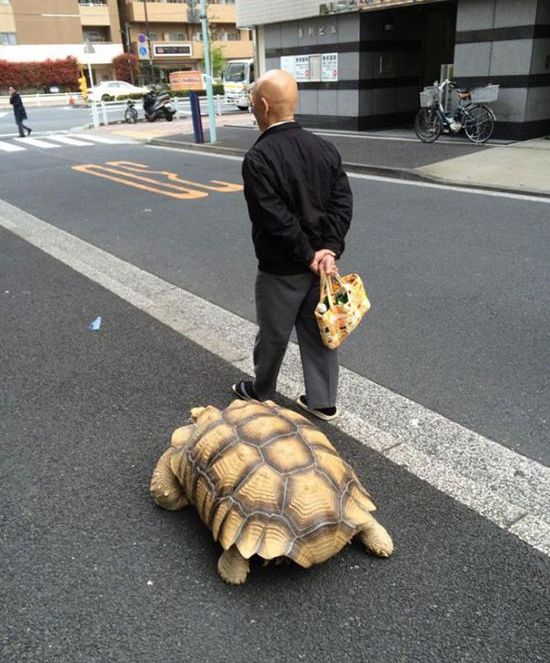 Японец выгуливает свое домашнее животное