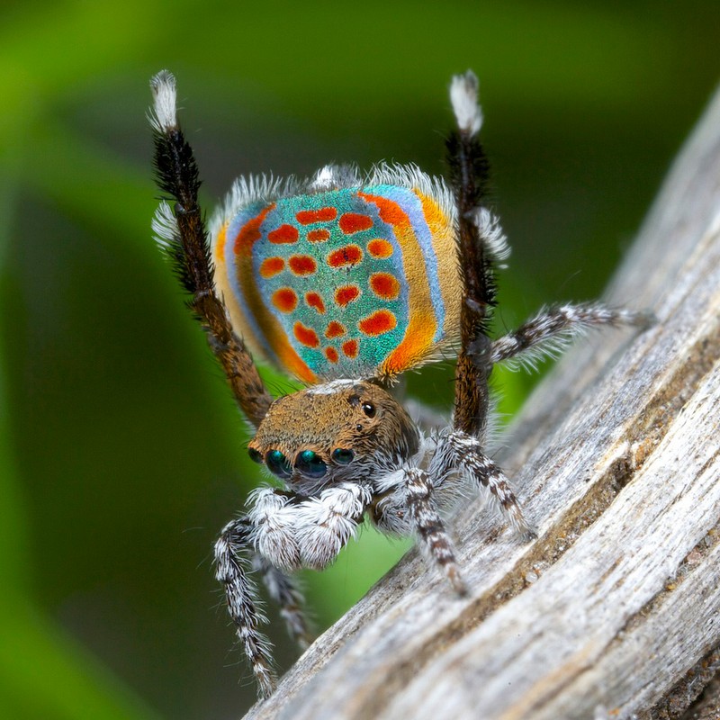 Красивые пауки, фото от биолога Юрген Отто (Jurgen Otto)