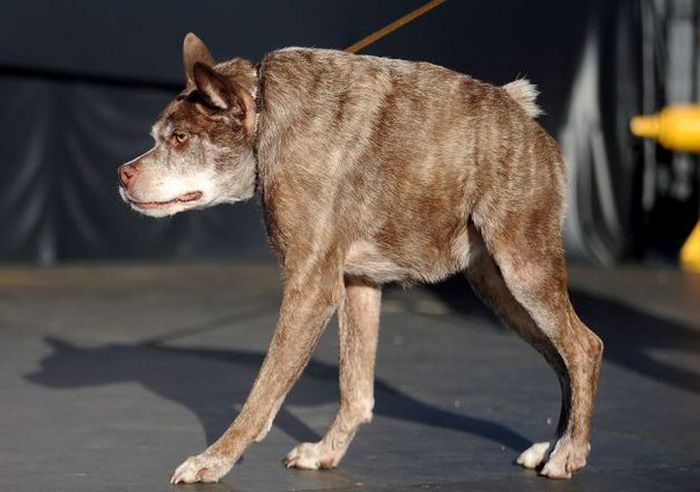 Пес Квази Модо - самая уродливая собака в мире