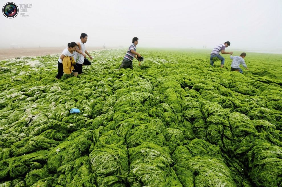 Зелёные водоросли заполонили побережье Китая (17 фото)