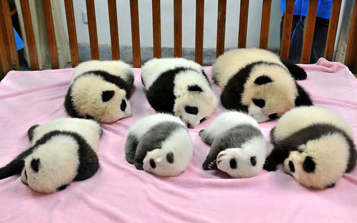 Детсад для детенышей панд в Китае