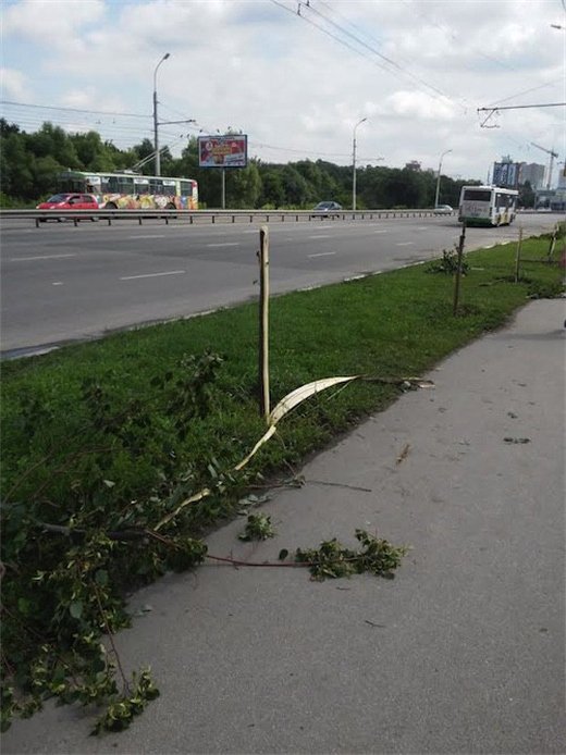 В Рязани хулиганы ночью уничтожили молодую липовую аллею (3 фото)