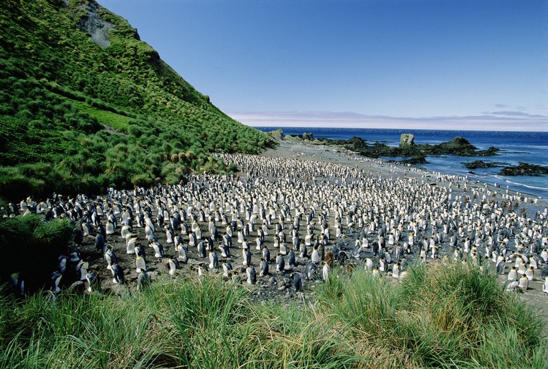 Маленький остров Маккуори, где правят пингвины