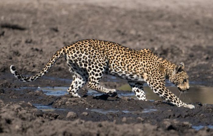 Леопарды грязи не боятся
