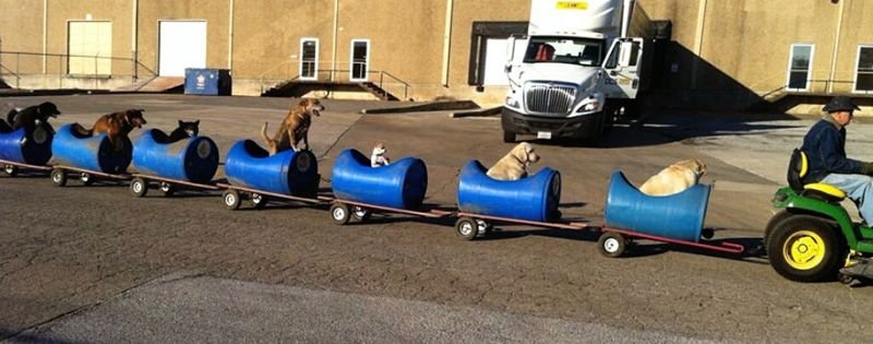 Добродушный пенсионер построил поезд на котором вывозит бродячих собак на прогулку (4 фото и 1 видео)