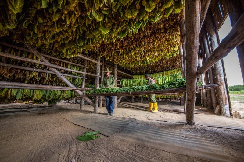 Табачные фермеры со всего мира (11 фото)