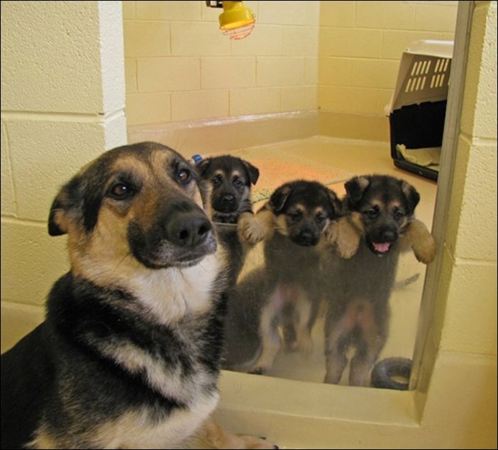 20 собак-мам, которые очень горды своими щенками