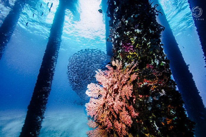 Подводный лес на Бали в фотографиях Lukas Szolc-Nartowski (9 фото)