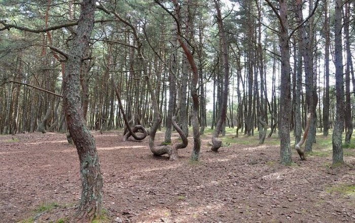 Танцующий лес у Балтийского моря (7 фото)