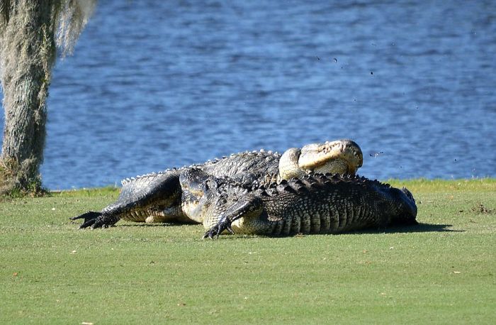Два аллигатора подрались на поле для гольфа во Флориде