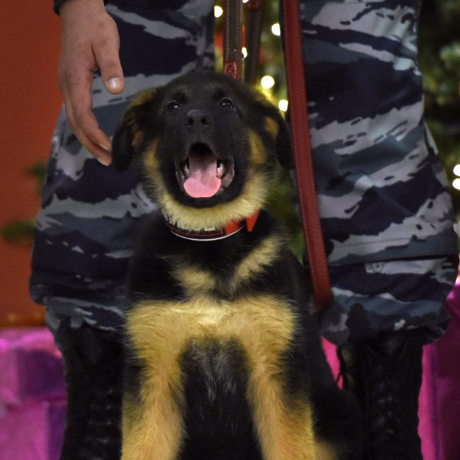 Милый щенок Добрыня, подаренный российскими полицейскими французским коллегам