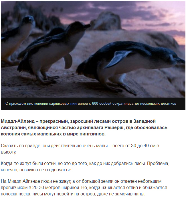 Спасение карликовых пингвинов от лис
