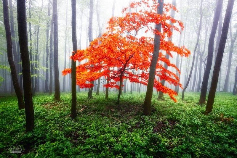 Красивые фотографии осеннего леса (20 фото)