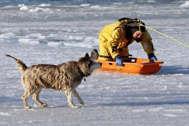 Рискуя собственной жизнью, пожарный спас собаку из ледяного плена