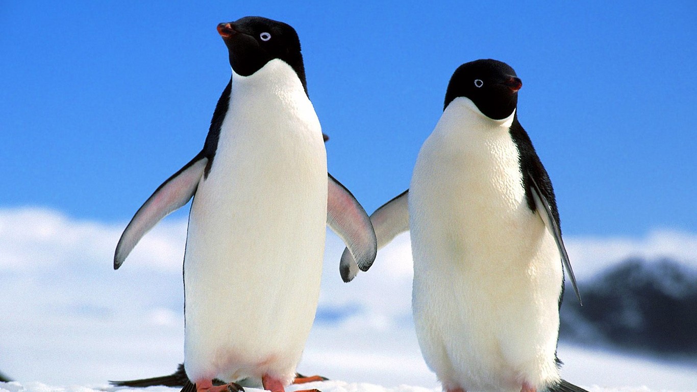 О верности пингвинов