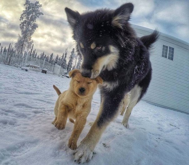 Ветеринар из Аляски, который очень любит собак