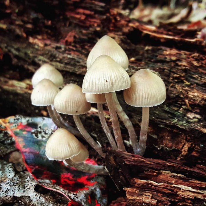 Мир грибов в фотографиях Райана Грэсторфа
