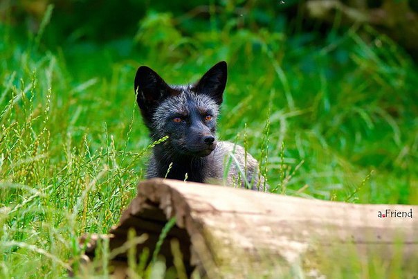 Необычайно красивые черные лисицы