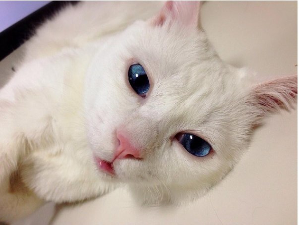 Эта кошка победила в Японии в конкурсе "Самая пугающая мордашка котика во время сна"