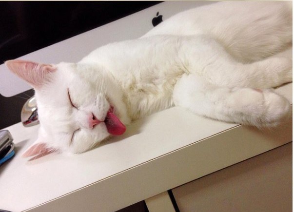 Эта кошка победила в Японии в конкурсе "Самая пугающая мордашка котика во время сна"