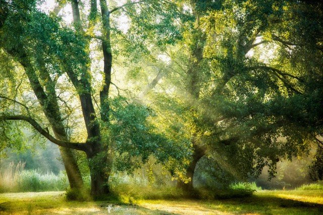 Лесные пейзажи голландского фотографа Ларса ван де Гура