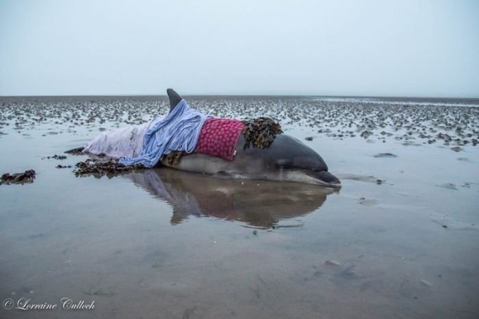 Ошибка навигатора спасла жизнь дельфину