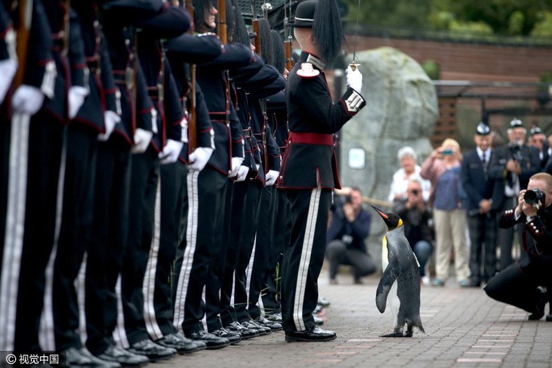 В Эдинбургском зоопарке императорского пингвина возвели в рыцари и наградили званием