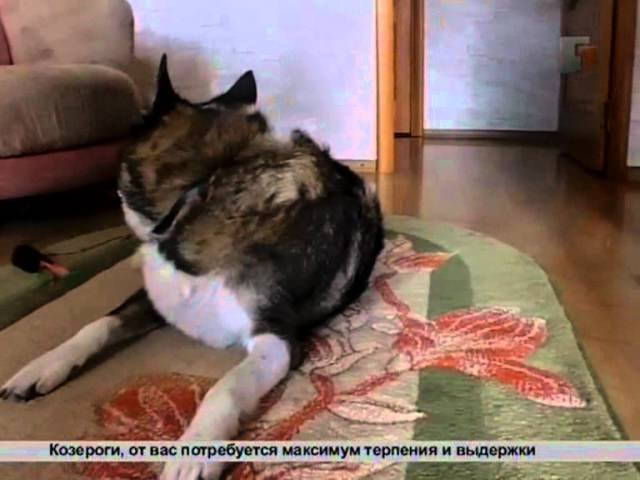 Как подружить кота и котёнка?