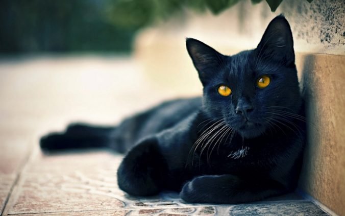 Пять интересных фактов о чёрных кошках