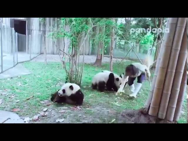 Панда атаковала уборщика
