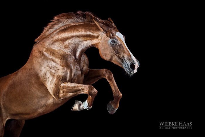 Фотограф лошадей Wiebke Haas