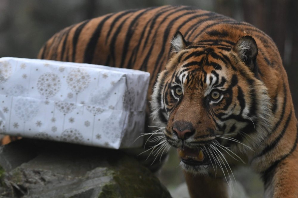 Merry Christmas, мистер Тигр! Как жители зоопарков открывали подарки