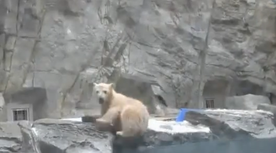 Спасение белого медвежонка