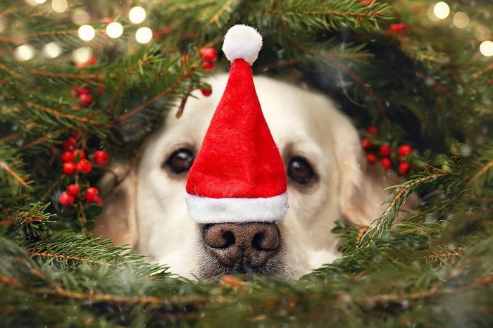 Рождественские собачки в фотографиях Gabi Stickler