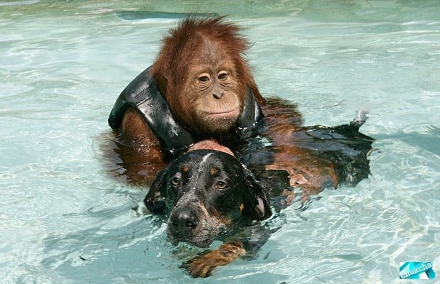 Друзья орангутан и собака