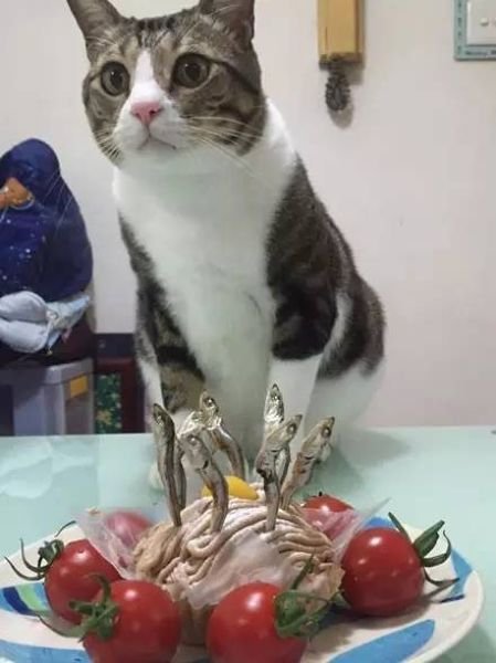 Как правильно поздравлять своего кота с днем рождения